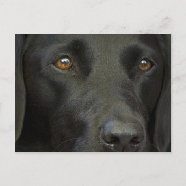 Schwarzer Labrador Hund Postkarte (Vorderseite)