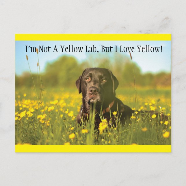 Schwarzer Labrador Hund Postkarte (Vorderseite)