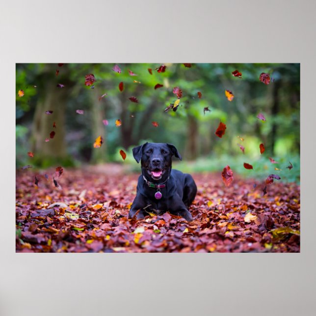 Schwarzer Labrador im Herbstlaub Poster (Vorne)