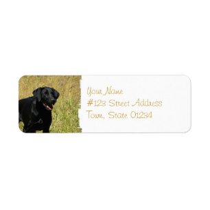 Schwarzer Labrador in den Feldmailings-Aufklebern
