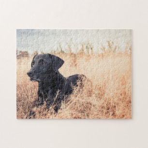 Schwarzer Labrador in trockenem Gras