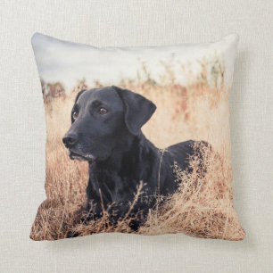 Schwarzer Labrador in trockenem Gras Kissen