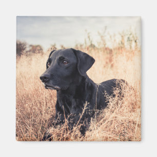 Schwarzer Labrador in trockenem Gras Magnet