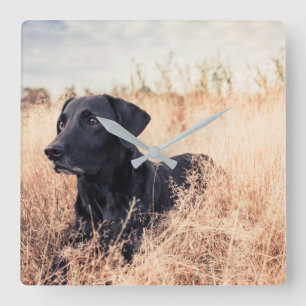 Schwarzer Labrador in trockenem Gras Quadratische Wanduhr