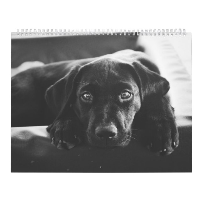 Schwarzer Labrador Kalender (Titelbild)