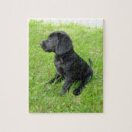 Schwarzer Labrador Retriever auf Gras