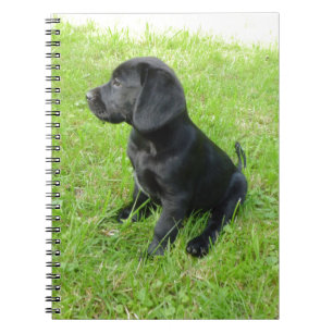 Schwarzer Labrador Retriever auf Gras Notizblock