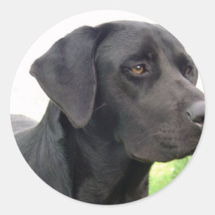 Schwarzer Labrador retriever-Aufkleber Runder Aufkleber