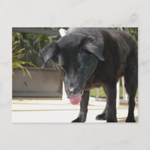 Schwarzer Labrador Retriever Hund Nah hoch Postkarte