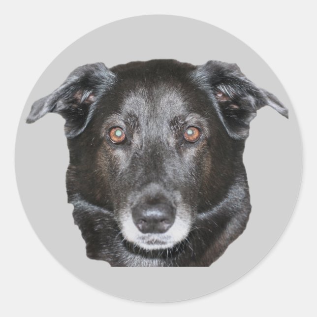 Schwarzer Labrador Retriever Hundekleber Runder Aufkleber (Vorderseite)