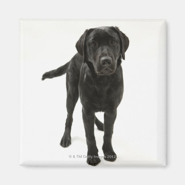 Schwarzer Labrador Retriever Magnet (Vorne)