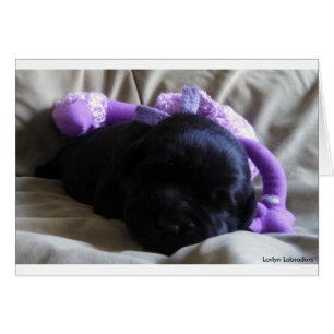 Schwarzer Labrador Retriever Welpe auf einer leere