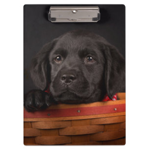 Schwarzer labrador retriever-Welpe in einem Korb Klemmbrett