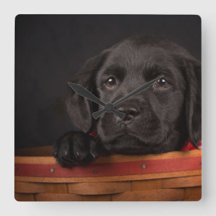 Schwarzer labrador retriever-Welpe in einem Korb Quadratische Wanduhr