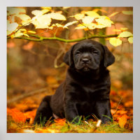 Schwarzer Labrador Retriever Welpe mit Herbstleave