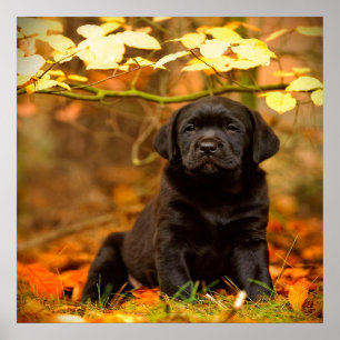 Schwarzer Labrador Retriever Welpe mit Herbstleave Poster