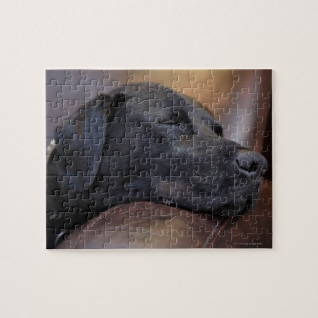 Schwarzer Labrador schläft auf dem Sofa, nah (Horizontal)