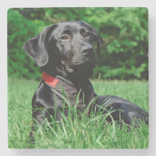 Schwarzer Labrador Steinuntersetzer