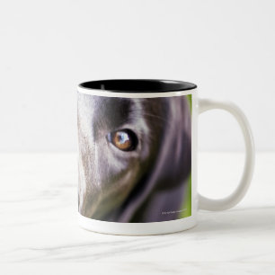 Schwarzer Labrador-Welpe, der aufwärts, Zweifarbige Tasse