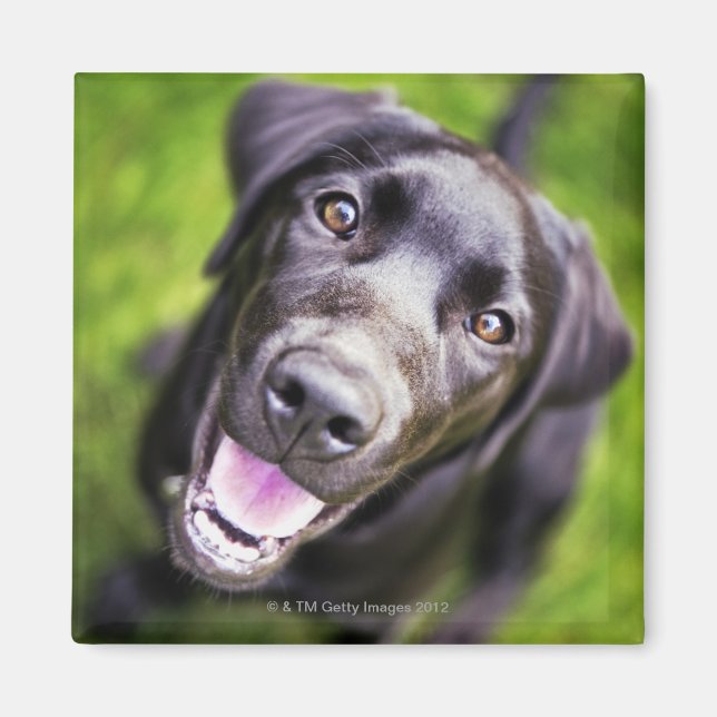 Schwarzer Labrador Welpe nach oben, nah-up Magnet (Vorne)