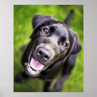 Schwarzer Labrador Welpe nach oben, nah-up