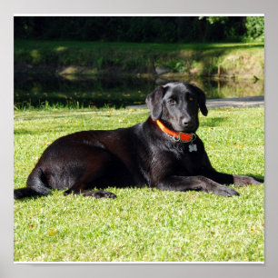 Schwarzer Labradordruck Poster