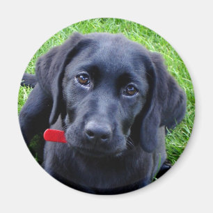 Schwarzer Labradorwelpenmagnet Magnet