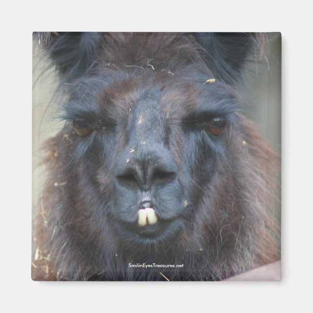 Schwarzer Lama Animal Nature Foto Magnet (Vorne)