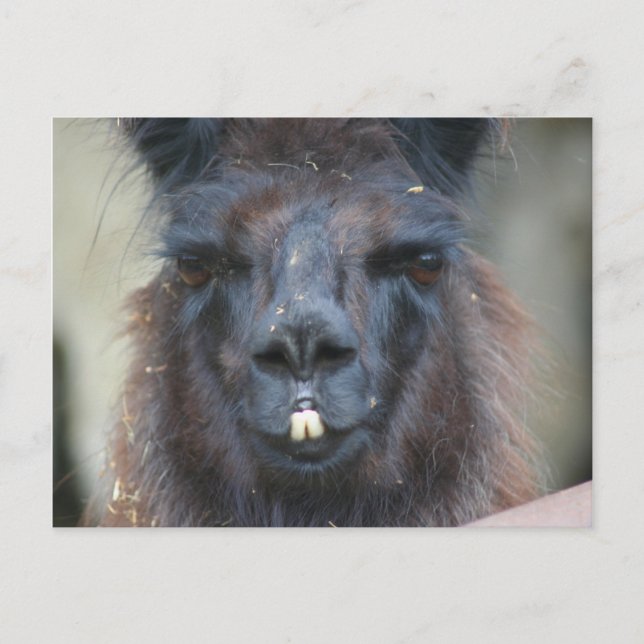 Schwarzer Lama Farm Animal Nature Foto Postkarte (Vorderseite)