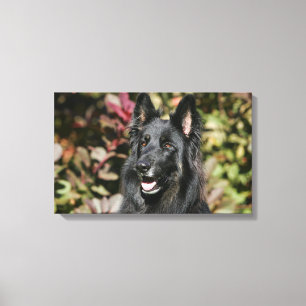Schwarzer langhaariger Schäferhund Leinwanddruck