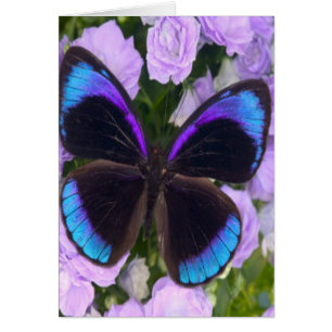 Schwarzer, lila und blauer Schmetterling