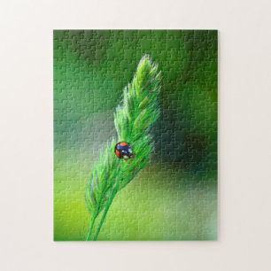 Schwarzer Marienkäfer unterwegs..