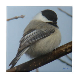 Schwarzer mit einer Kappe bedeckter Chickadee B21 Fliese