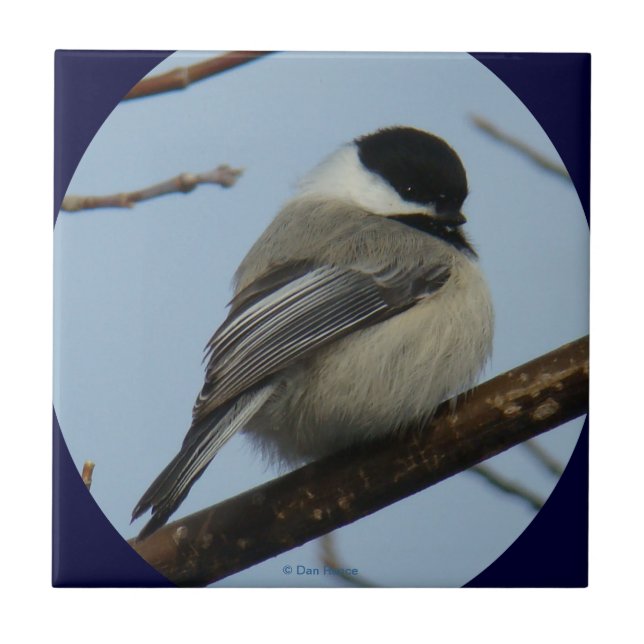 Schwarzer mit einer Kappe bedeckter Chickadee B43 Fliese (Vorderseite)
