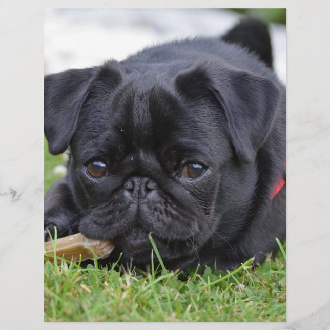 Schwarzer Mops (Vorderseite)