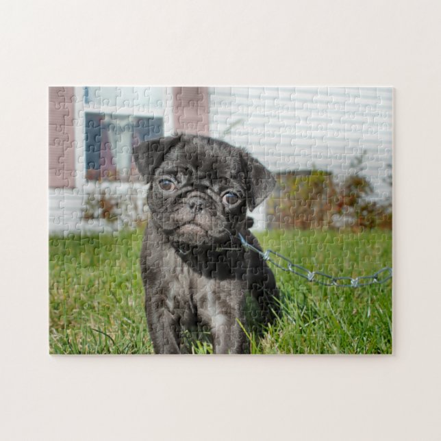 Schwarzer Mops (Horizontal)