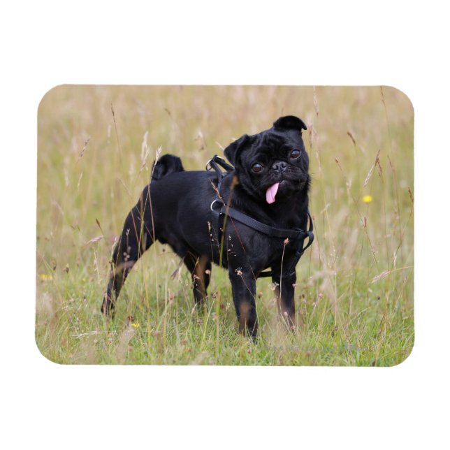 Schwarzer Mops, der aus der Spielhalle heraushält Magnet (Horizontal)