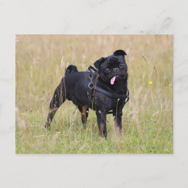 Schwarzer Mops, der aus der Spielhalle heraushält Postkarte (Vorderseite)