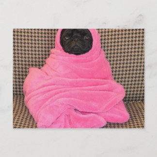 Schwarzer Mops in einer rosa Decke Postkarte