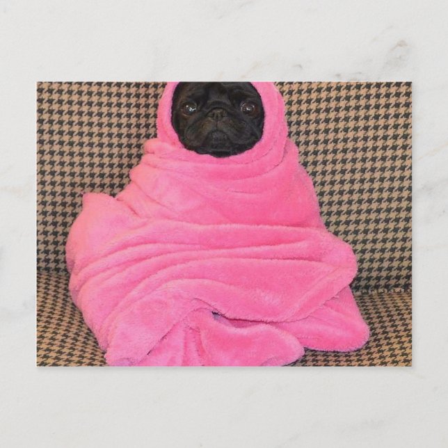 Schwarzer Mops in einer rosa Decke Postkarte (Vorderseite)