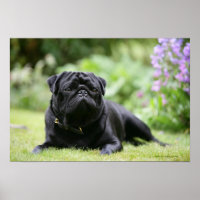 Schwarzer Mops nach unten