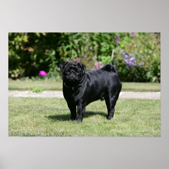 Schwarzer Mops Stehend Kamera Poster (Vorne)
