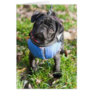 Schwarzer Mops Welpe mit einer Jacke