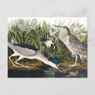 Schwarzer Nachtheron von John James Audubon Po Postkarte