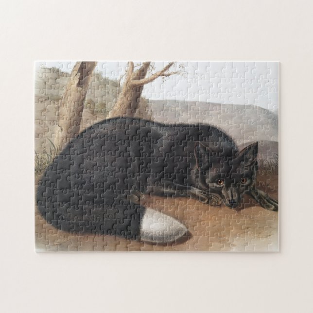 Schwarzer oder Silberfuchs (Vulpes fulvus) (Horizontal)