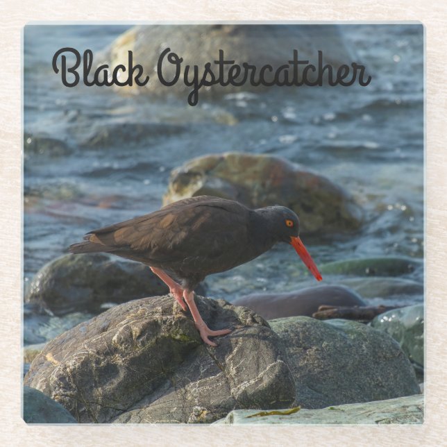 Schwarzer Oystercatcher Glasuntersetzer (Vorderseite)