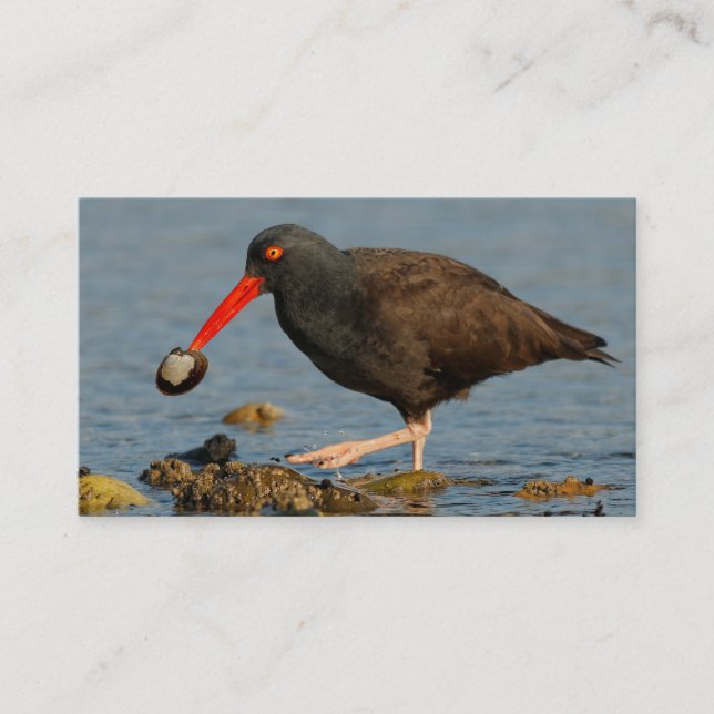 Schwarzer Oystercatcher mit Clam Visitenkarte (Vorderseite)