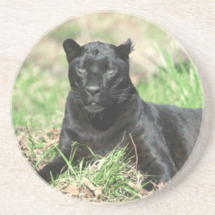 Schwarzer Panther Getränkeuntersetzer