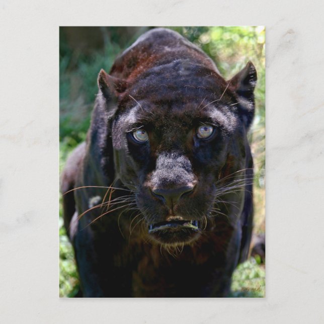 Schwarzer Panther Postkarte (Vorderseite)