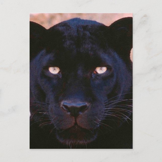 Schwarzer Panther Postkarte (Vorderseite)